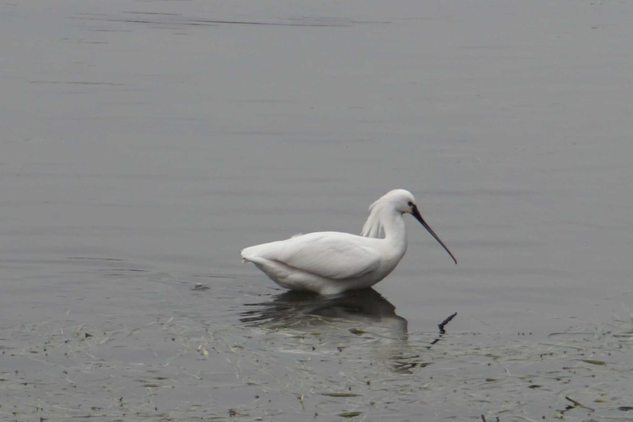 Eurasian Spoonbill