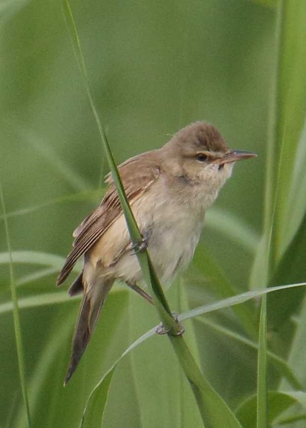 Photo of Oriental Reed Warbler at 大久保農耕地 by マイク