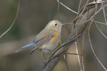 ルリビタキ 滋賀県甲賀市甲南町創造の森 2022年2月1日(火)