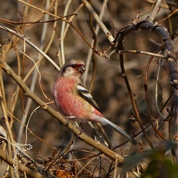 2022年2月1日(火) ロクハ公園(滋賀県草津市)の野鳥観察記録