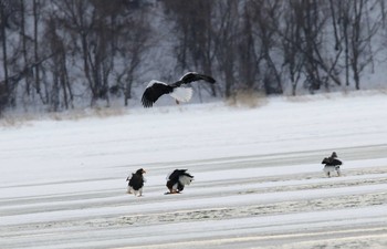 Steller's Sea Eagle 涛沸湖 Mon, 12/26/2016