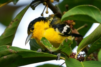 2022年2月1日(火) シンガポール植物園の野鳥観察記録