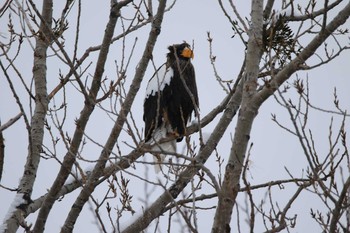 Steller's Sea Eagle 斜里町 Tue, 12/27/2016