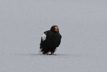 Steller's Sea Eagle 涛沸湖 Tue, 12/27/2016