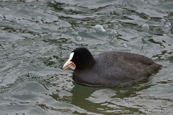 Eurasian Coot 近所の河川 Sun, 1/23/2022