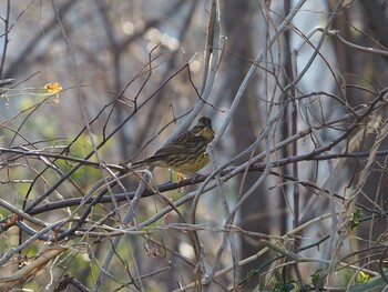 Masked Bunting 淀川河川公園 Tue, 2/1/2022