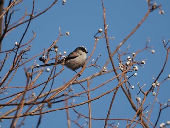 Long-tailed Tit 淀川河川公園 Tue, 2/1/2022