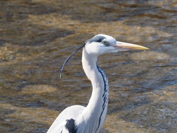 Grey Heron 淀川河川公園 Tue, 2/1/2022