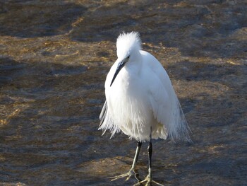 Little Egret 淀川河川公園 Tue, 2/1/2022