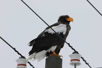 Steller's Sea Eagle Notsuke Peninsula Tue, 12/27/2016