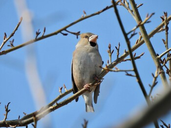 2022年2月1日(火) 淀川河川公園の野鳥観察記録