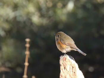 ルリビタキ 北京植物園(北京) 2022年2月1日(火)