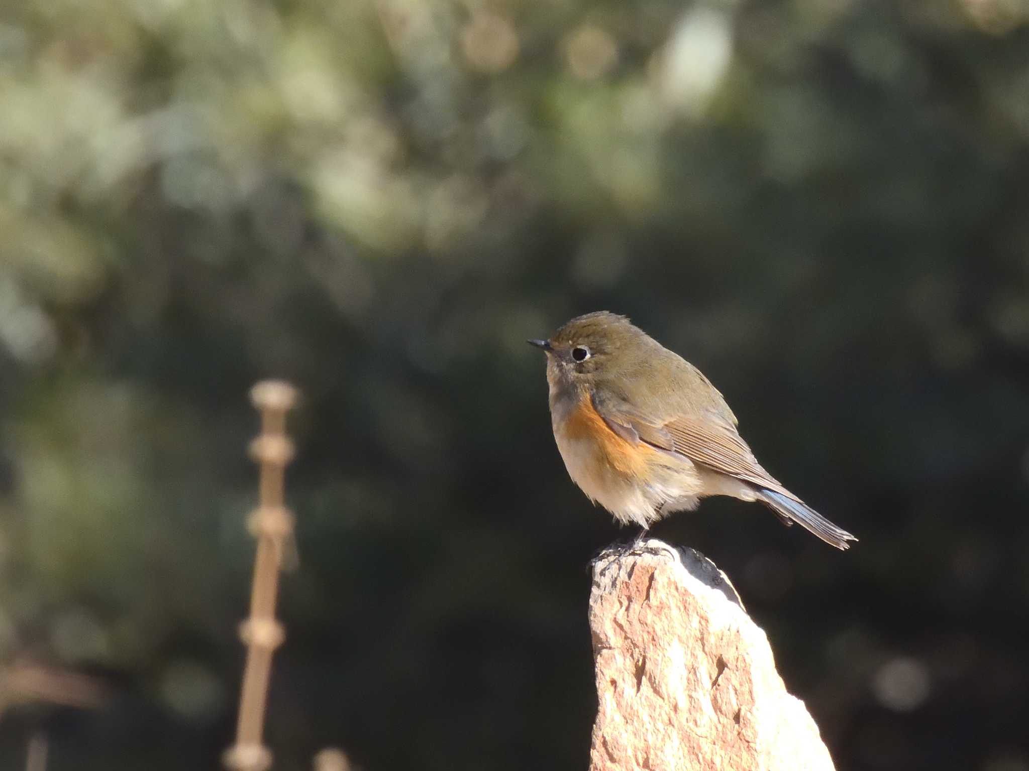 Red-flanked Bluetail