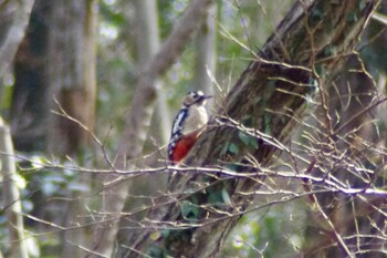 2022年1月29日(土) 東松山市民の森の野鳥観察記録
