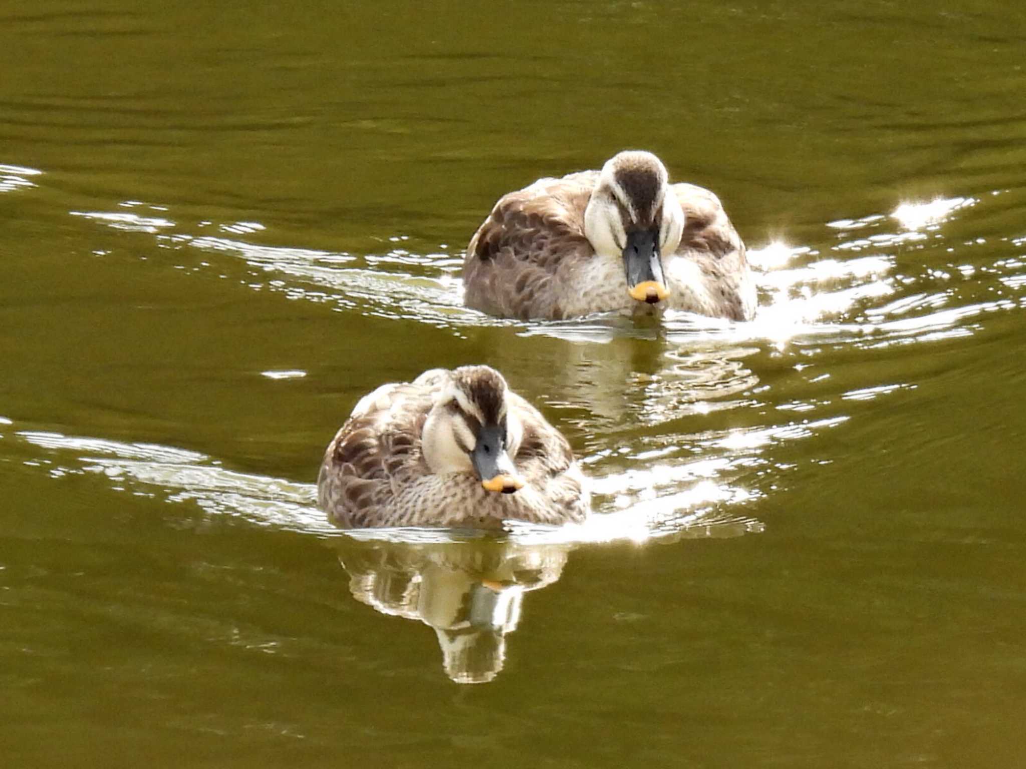 新池 カルガモの写真