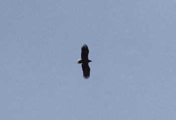White-tailed Eagle 中禅寺湖 Mon, 11/28/2016