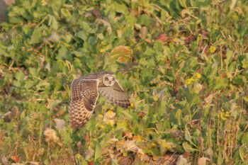 Short-eared Owl 熊谷市荒川河川敷 Sat, 1/29/2022