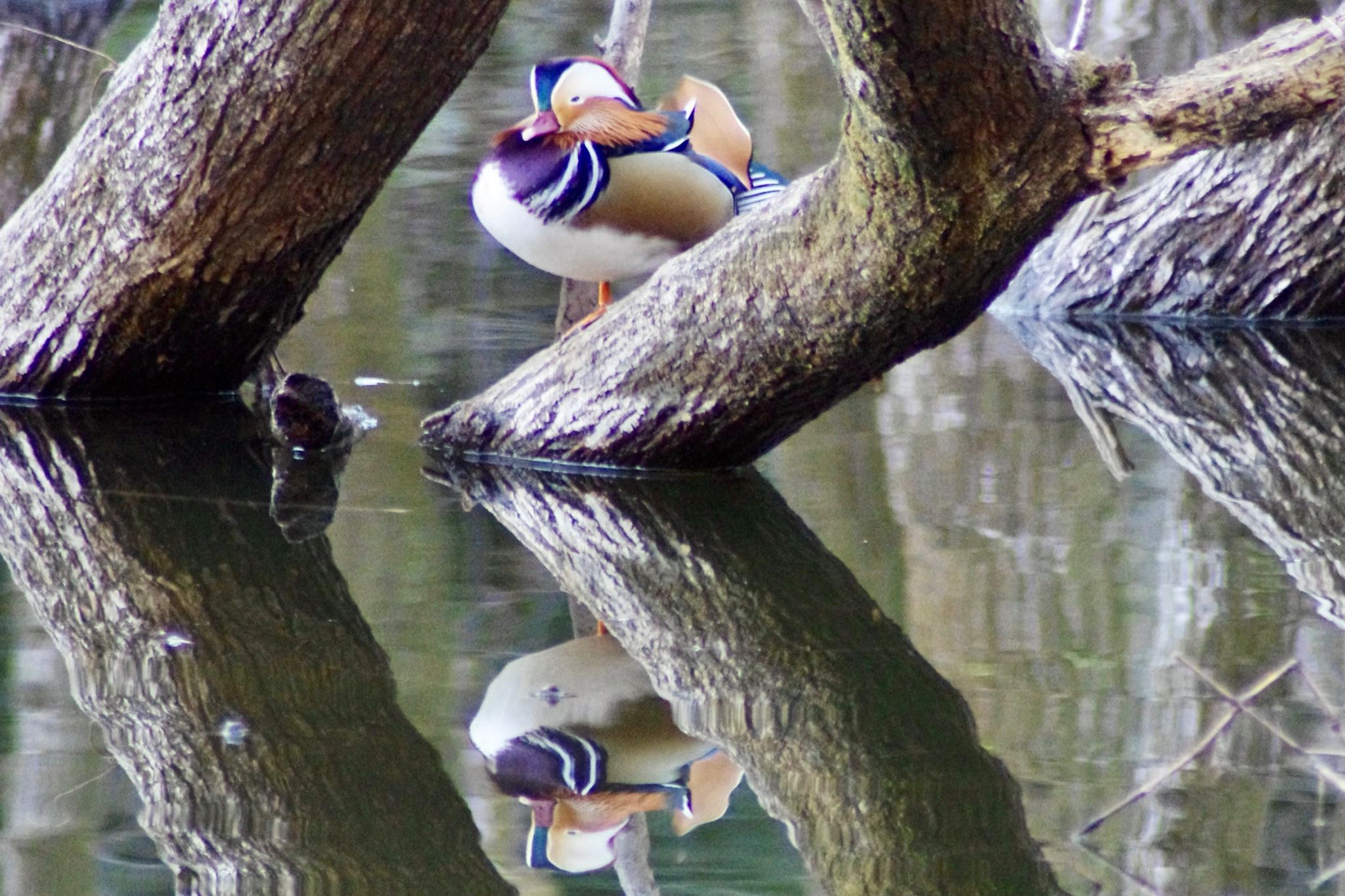 八丁湖 オシドリの写真