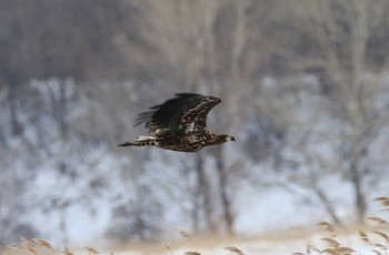 White-tailed Eagle 涛沸湖 Mon, 12/26/2016