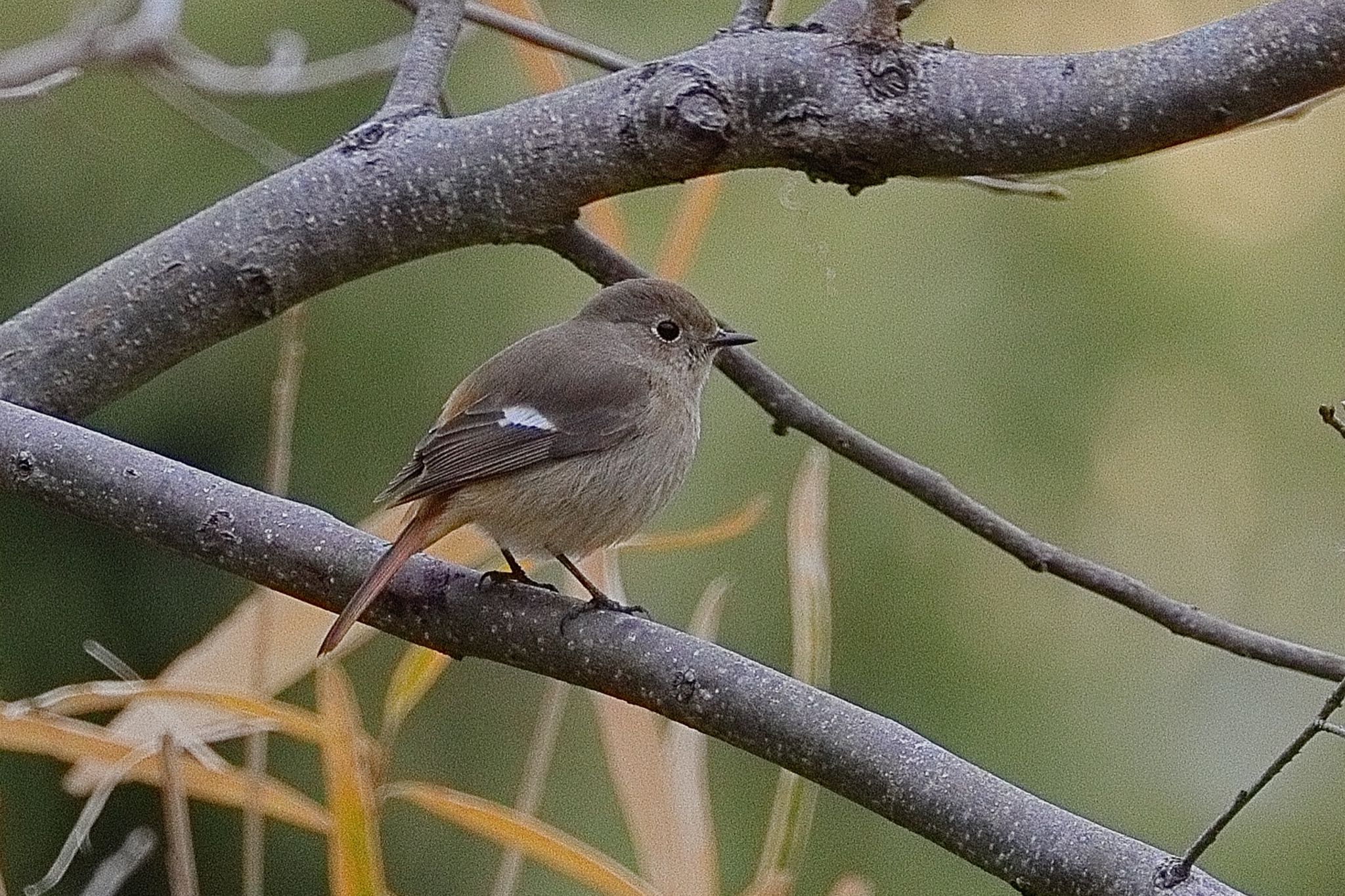 名古屋平和公園 ジョウビタキの写真