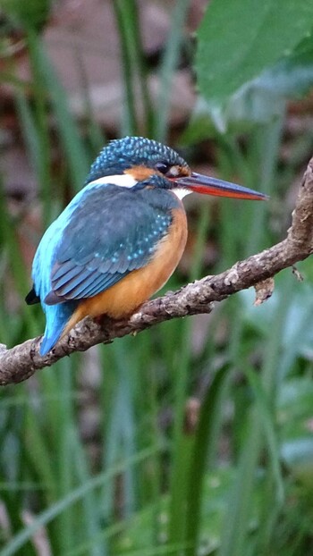 Tue, 2/1/2022 Birding report at Higashitakane Forest park