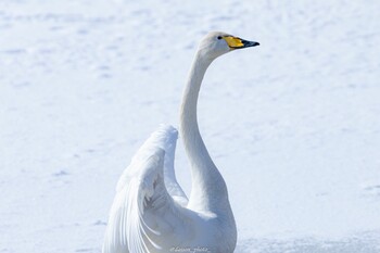 オオハクチョウ 大沼公園(北海道七飯町) 2022年1月31日(月)