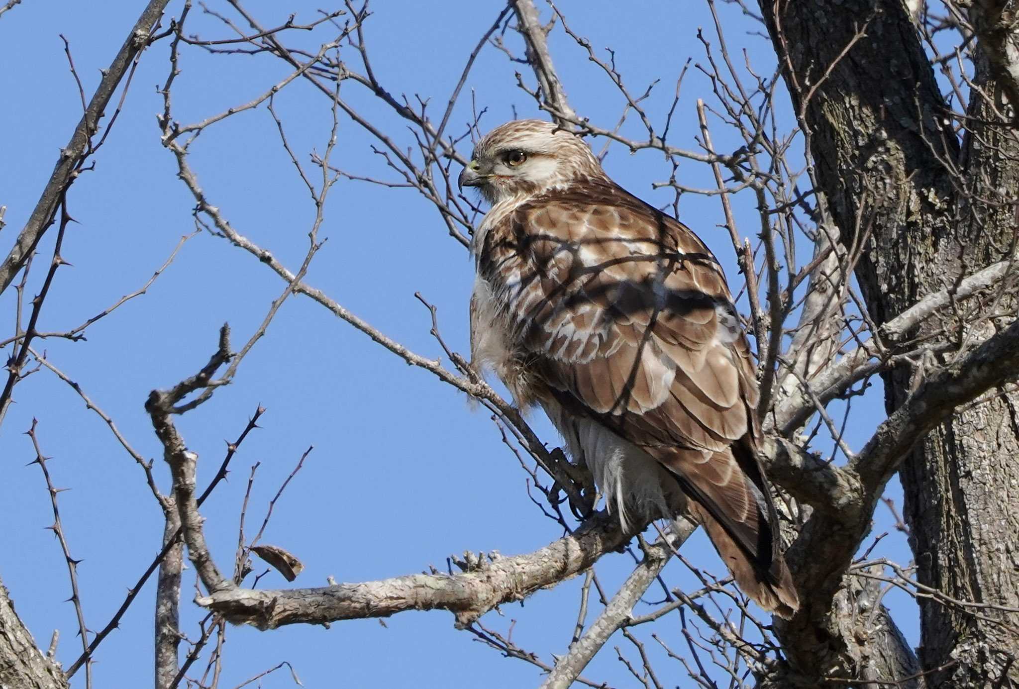 初の枝止まりノスリ幼鳥