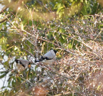 2022年2月1日(火) 木津川市の野鳥観察記録