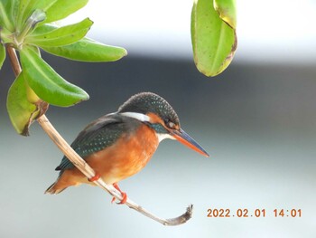 Common Kingfisher 恩納村海岸 Tue, 2/1/2022