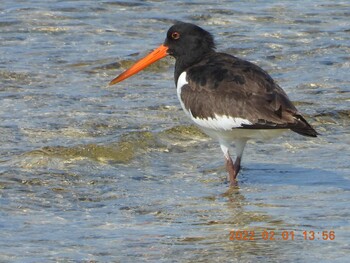 Eurasian Oystercatcher 恩納村 Tue, 2/1/2022