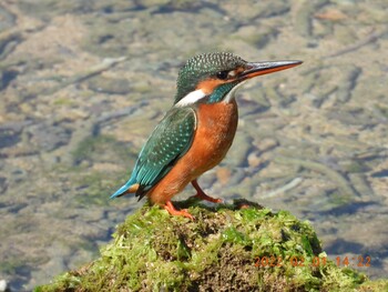 Common Kingfisher 恩納村 Tue, 2/1/2022