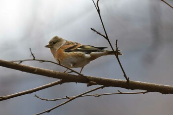 Brambling Hayatogawa Forest Road Sun, 1/30/2022