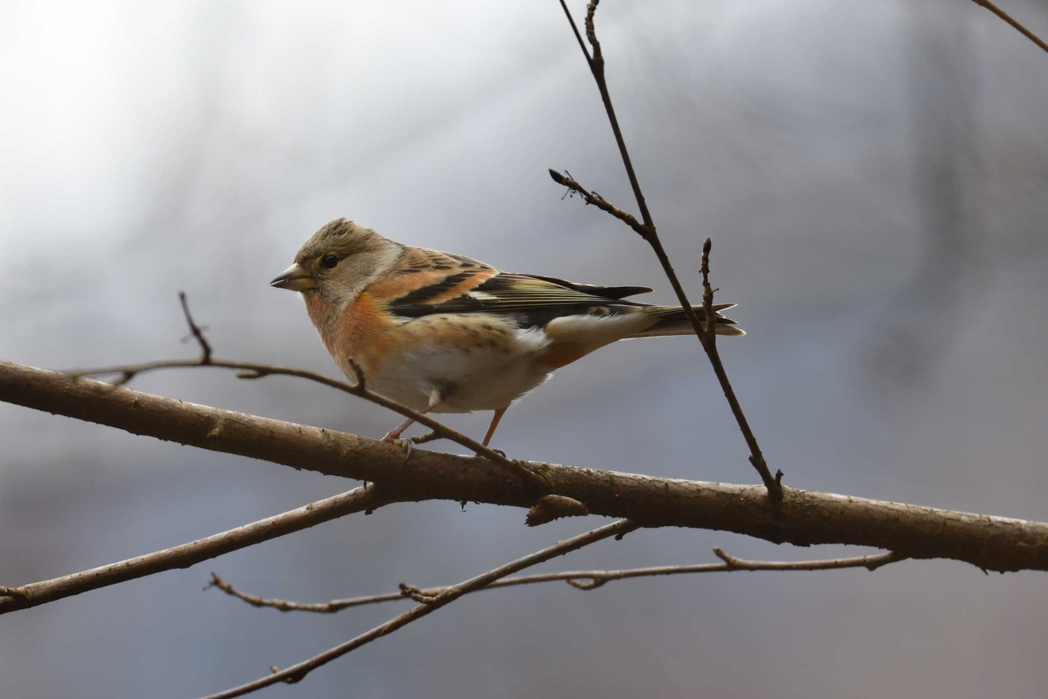 Brambling