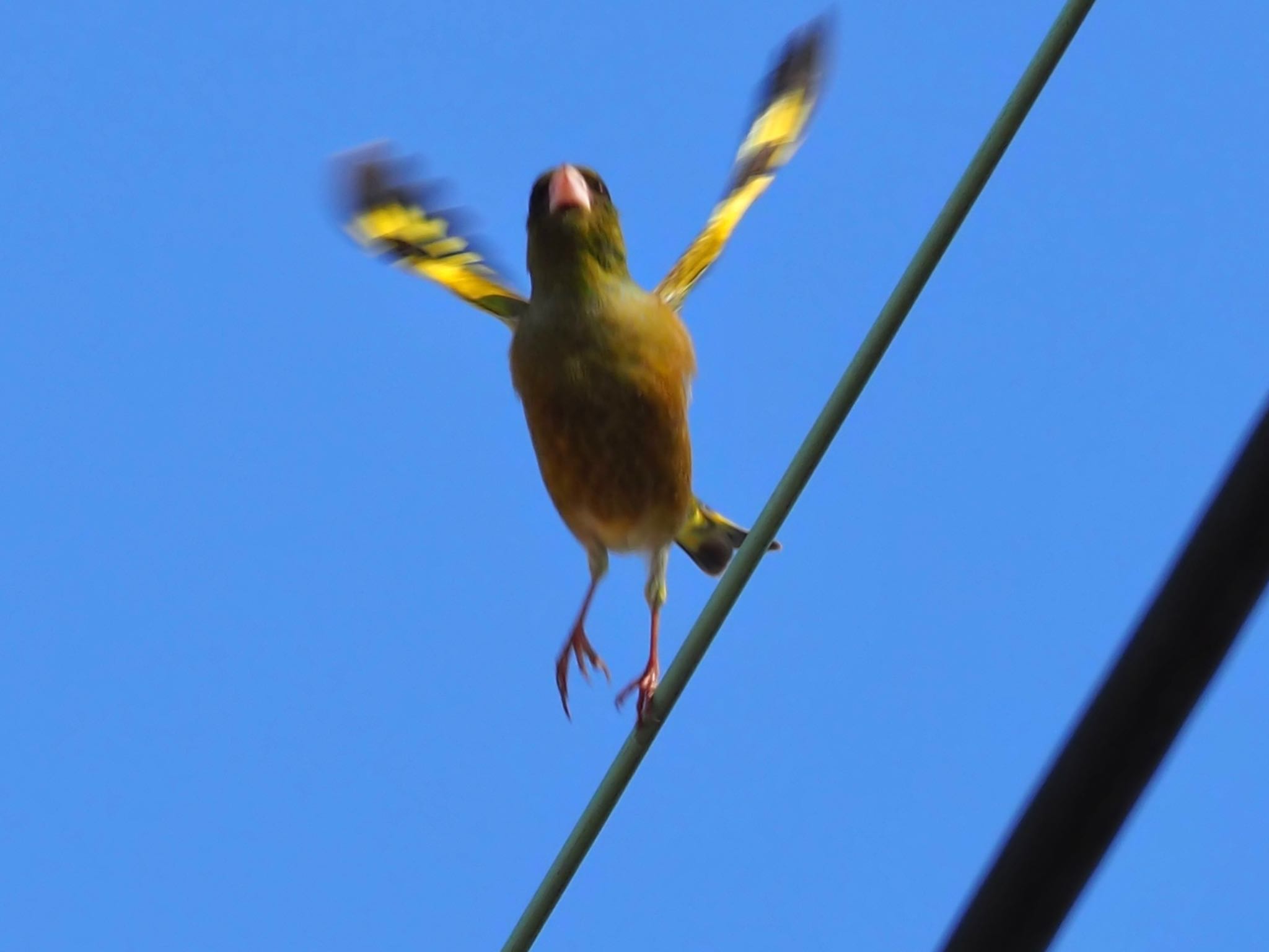 カワラヒワ