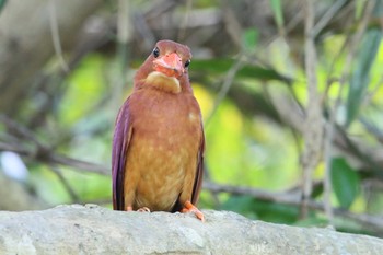 アカショウビン 石垣島 2017年7月19日(水)