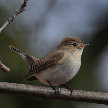 Red-breasted Flycatcher Unknown Spots Tue, 1/25/2022