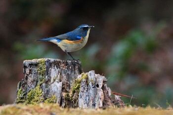 Red-flanked Bluetail Unknown Spots Sun, 1/23/2022