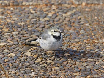 White Wagtail Hikarigaoka Park Mon, 1/31/2022