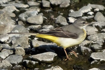 Grey Wagtail 平塚田んぼ Tue, 2/1/2022