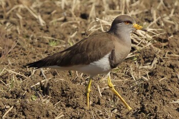 Grey-headed Lapwing 平塚田んぼ Tue, 2/1/2022