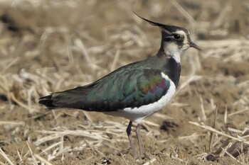 Northern Lapwing 平塚田んぼ Tue, 2/1/2022