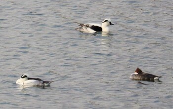 2022年2月1日(火) 七本木池公園(半田市)の野鳥観察記録