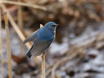 2022年1月23日(日) 北本自然観察公園の野鳥観察記録