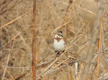 2022年2月1日(火) 多摩川の野鳥観察記録