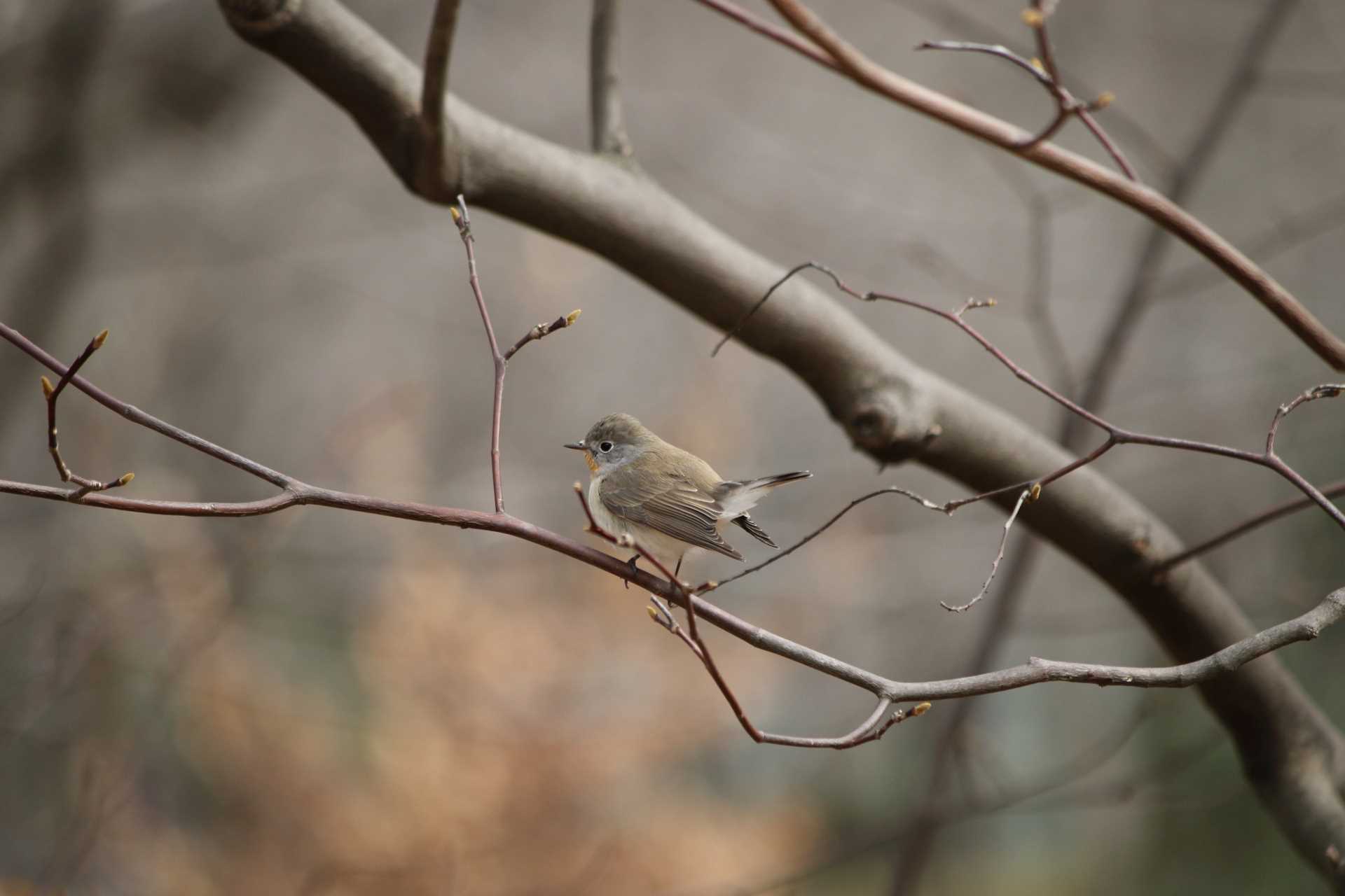 武蔵野公園 ニシオジロビタキの写真 by マイク