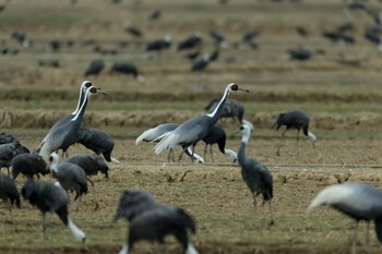 White-naped Crane Izumi Crane Observation Center Sun, 1/30/2022