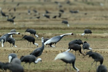 White-naped Crane Izumi Crane Observation Center Sun, 1/30/2022