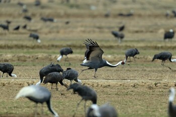 White-naped Crane Izumi Crane Observation Center Sun, 1/30/2022