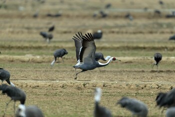 White-naped Crane Izumi Crane Observation Center Sun, 1/30/2022