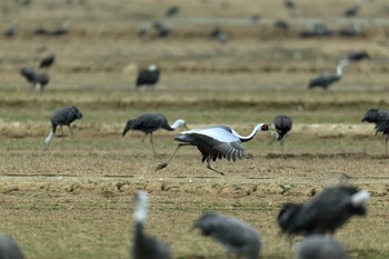 White-naped Crane Izumi Crane Observation Center Sun, 1/30/2022